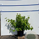 Cornus sang. 'Winter Beauty' 60-80 cm 7,5L