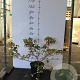 Cornus sang. 'Winter Beauty' 60-80 cm 7,5L