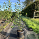 Forsythia int. 'Spectabilis' 80-100 cm 7,5L