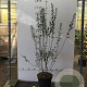 Ligustrum vulg. 'Atrovirens' 60-80 cm 7,5L