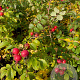 Rosa rugosa 60-80 cm 7,5L