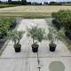 Salix elaeagnos 'Angustifolia' 40-60 cm 7,5L
