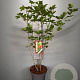 Viburnum opulus 80-100 cm 7,5L