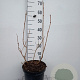Viburnum opulus 'Roseum' 60-80 cm 7,5L