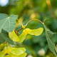 Acer platanoides 8-10 HO wortelgoed