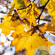 Acer platanoides 8-10 HO wortelgoed