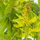 Acer platanoides 8-10 HO wortelgoed