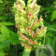 Aesculus neglecta 10-20 cm P9