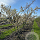 Amelanchier lamarckii 175-200 cm draadkluit meerstammig