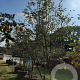 Amelanchier lamarckii 300-350 cm draadkluit meerstammig