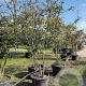 Amelanchier lamarckii 300-350 cm draadkluit meerstammig