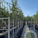 Amelanchier lamarckii 6-8 HO container
