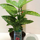 Aucuba jap. 'Variegata' 25-30 cm container C2,5