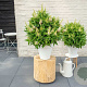 Buddleja davidii 'Little White' 3,0L