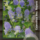Ceanothus thyrsiflorus repens 30-40 cm 3,0L