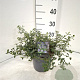 Ceanothus thyrsiflorus repens 30-40 cm 3,0L