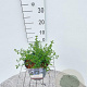 Ceanothus thyrsiflorus repens 30-40 cm 3,0L