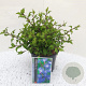 Ceratostigma willm. Forest Blue 25-30 cm container C2,5