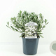 Convolvulus cneorum 20-30 cm 2,0L