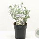 Convolvulus cneorum 20-30 cm 2,0L
