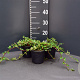 Cotoneaster dammeri GM P13