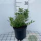 Deutzia gracilis 'Nikko' 20-30 cm 3,0L