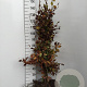 Fagus sylvatica 60-100 cm wortelgoed