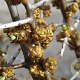 Hippophae rhamn. 'Pollmix' 60-70 cm 2,0L