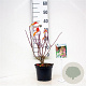 Hydrangea pan. Pinky Winky 30-40 cm 3,0L