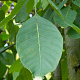Juglans regia 'Plovdivski' 12-14 HO container