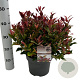 Leucothoe 'Carnaval' 25-30 cm 3,5L