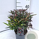 Leucothoe keiskei Burning Love 30-40 cm 2,0L