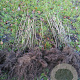 Ligustrum vulgare 60-100 cm wortelgoed