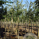 Malus d. 'Benoni' 10-12 HO wortelgoed