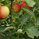 Malus d. 'Jonagold' 8-10 HO wortelgoed