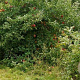 Malus d. 'Jonagold' 8-10 HO wortelgoed