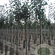 Malus d. 'Jonagold' 8-10 HO wortelgoed