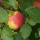 Malus d. 'Jonagold' 8-10 HO wortelgoed