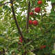 Malus d. 'Jonagold' 8-10 HO wortelgoed