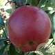 Malus d. 'Lentse Rode' 8-10 HO wortelgoed