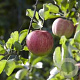 Malus domestica struik wortelgoed leiboom