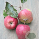 Malus domestica 'Schager roode' 8-10 HO wortelgoed