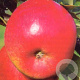 Malus d. 'Topaz' struik wortelgoed