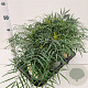 Mahonia eurybracteata 'Soft Caress' 20-30 cm 2,5L
