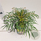 Mahonia eurybracteata 'Soft Caress' 20-30 cm 2,5L