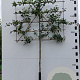 Malus 'Red Sentinel' 120 cm stam container leiboom