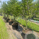 Magnolia soulangeana 175-200 cm container meerstammig