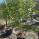 Magnolia soulangeana 175-200 cm container meerstammig