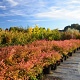 Nandina domestica 'Richmond' 40-50 cm container C2,5