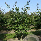 Parrotia persica 150-175 cm met kluit meerstammig